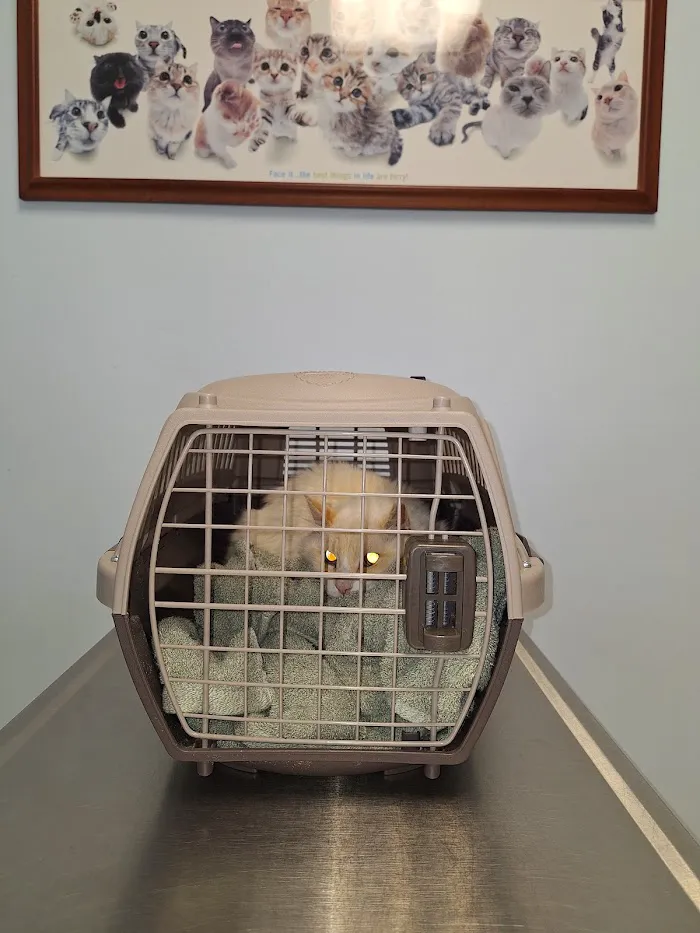 Emergency Pet Hospital: Binoneimi Amber DVM 12