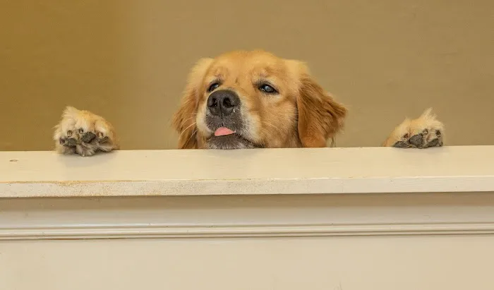 The Animalife Veterinary Center at Mission Hills 12