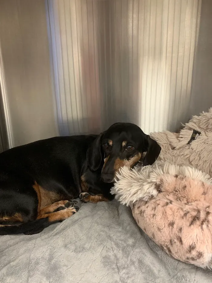 Naples Coastal Animal Hospital 12