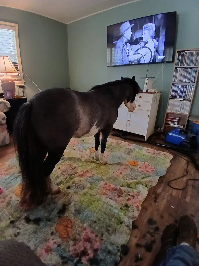Pinegate Veterinary Center 12