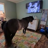 Pinegate Veterinary Center ico