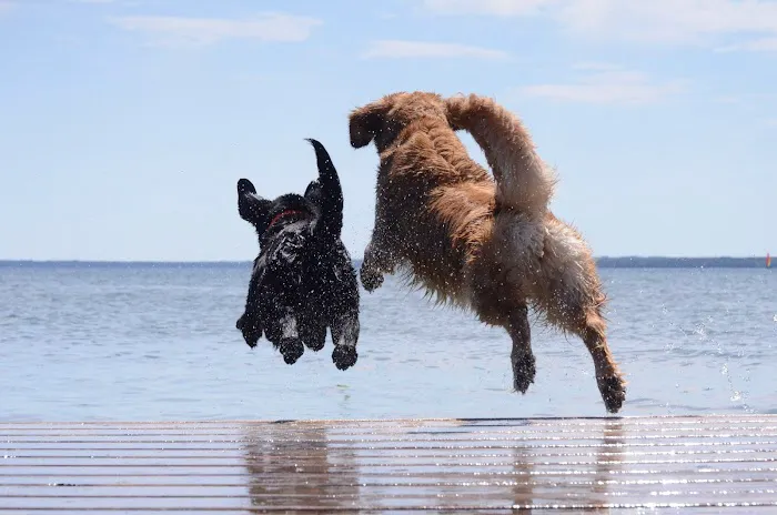 Specialists in Companion Animal Neurology (SCAN) - Naples 12