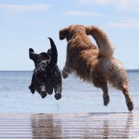 Specialists in Companion Animal Neurology (SCAN) - Naples ico