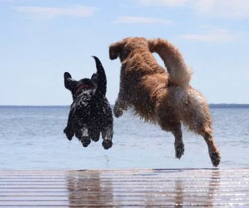 Specialists in Companion Animal Neurology (SCAN) - Naples