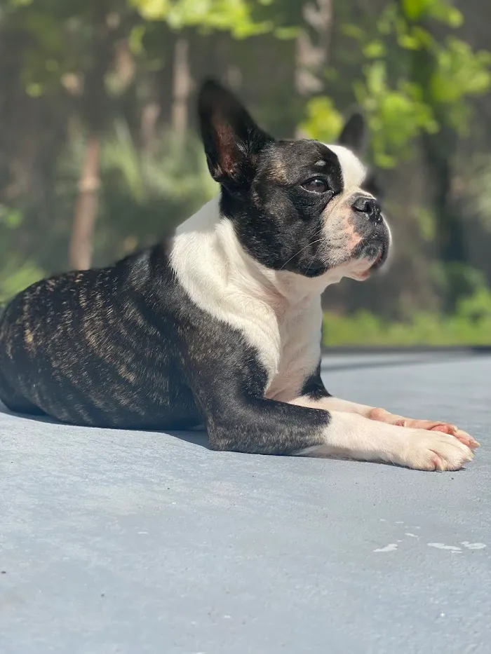 Specialists in Companion Animal Neurology (SCAN) - Naples 12