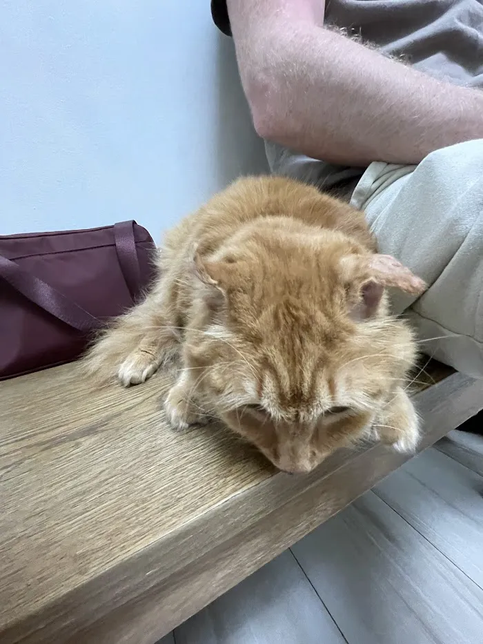 Harmony Animal Hospital 12