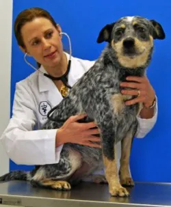 Affordable PetCare Hospital 12