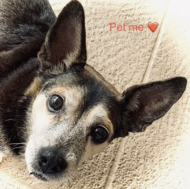 Affordable PetCare Hospital 12