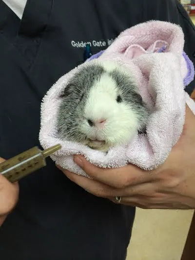Golden Gate Animal Clinic Inc 12
