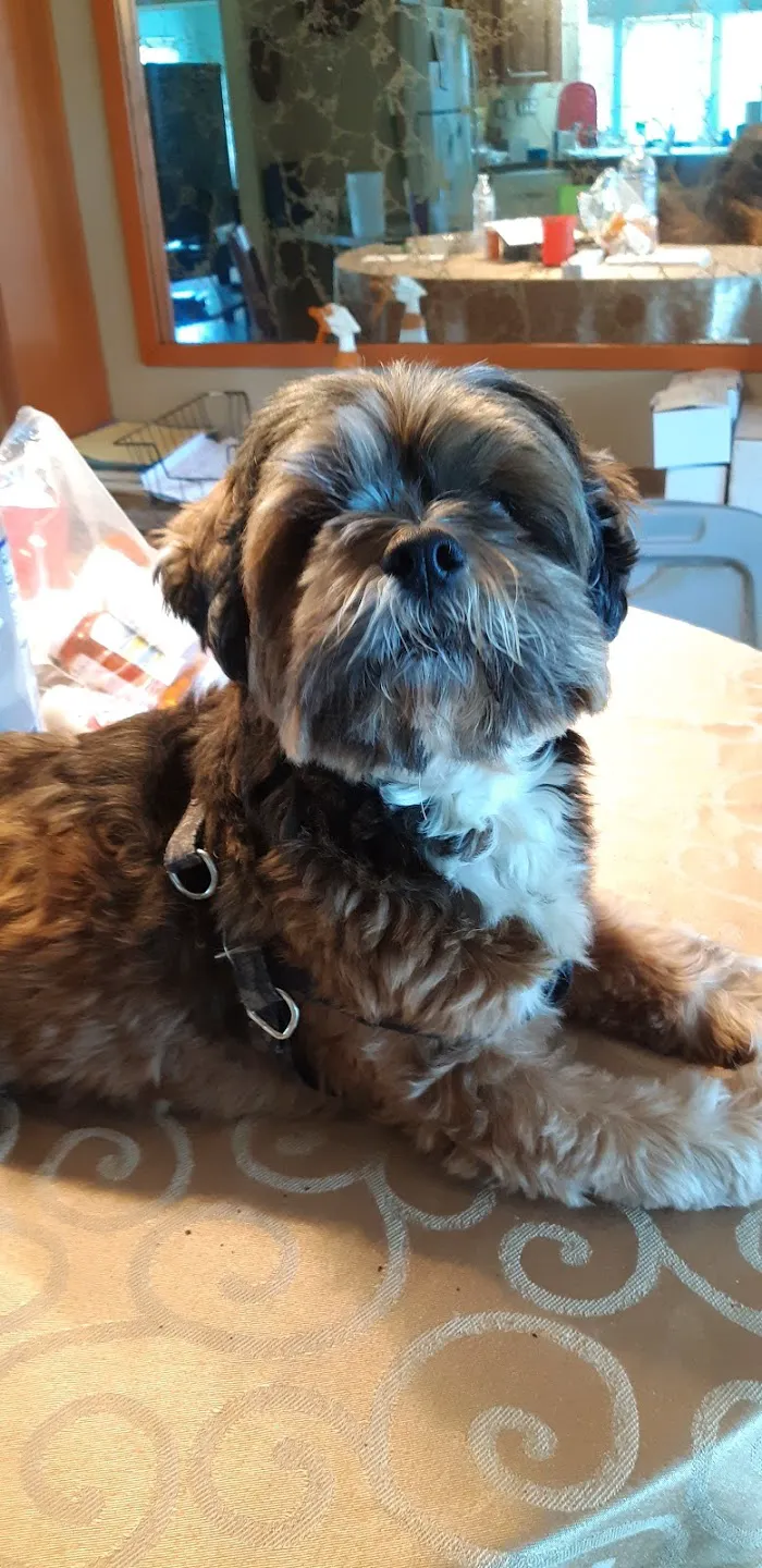 Golden Gate Animal Clinic Inc 12