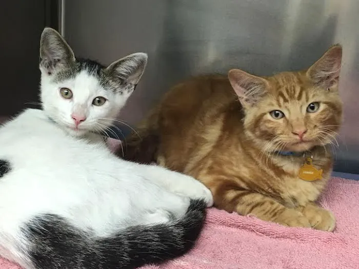 Golden Gate Animal Clinic Inc 12