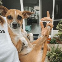 The Animalife Veterinary Center ico