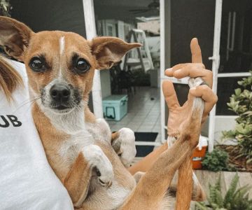 The Animalife Veterinary Center