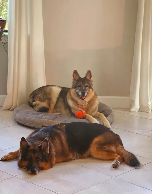 Shoppes Of Estero Animal Hospital 12