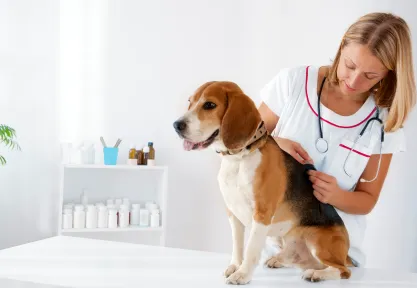 Shoppes Of Estero Animal Hospital 12