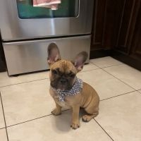 Marquesa Veterinary Clinic ico