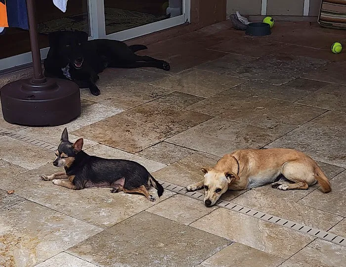 Marquesa Veterinary Clinic 12