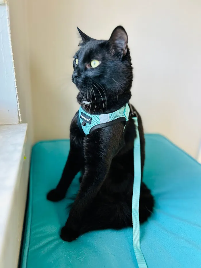 San Carlos Park Animal Hospital & Urgent Care 12