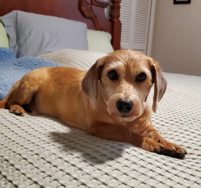 San Carlos Park Animal Hospital & Urgent Care 12