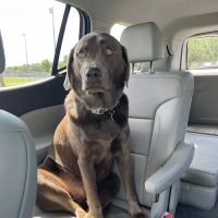 Estero Animal Hospital ico