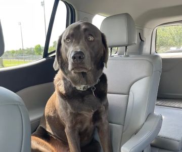 Estero Animal Hospital