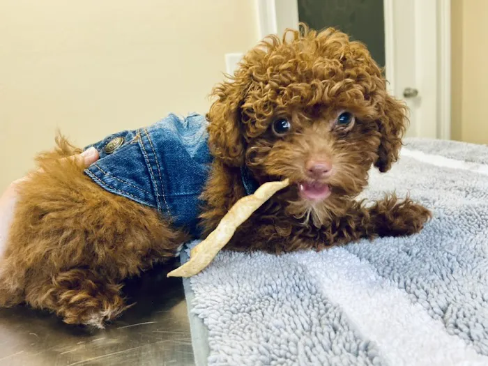 Grace Veterinary Center 12