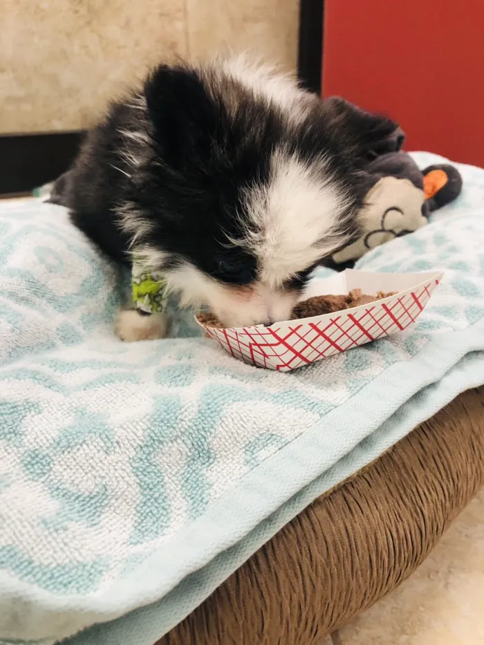 Grace Veterinary Center 12