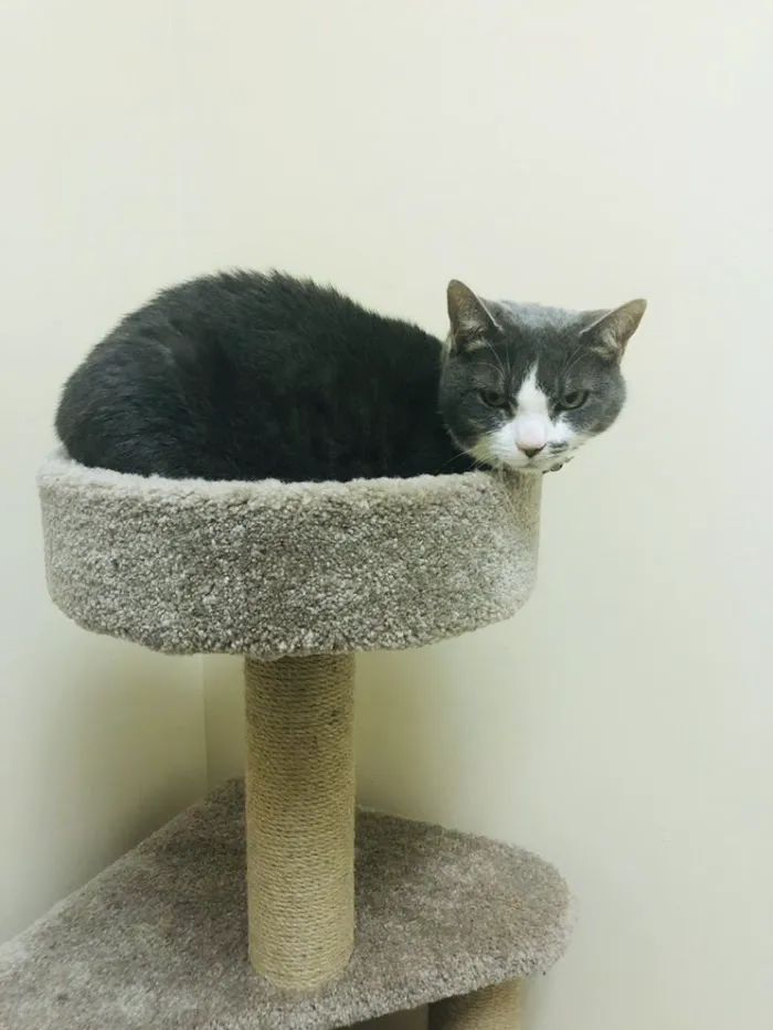 Grace Veterinary Center 12