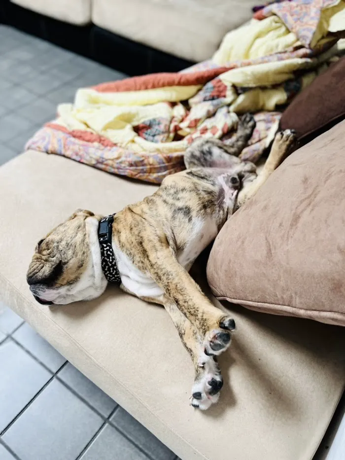 Grace Veterinary Center 12