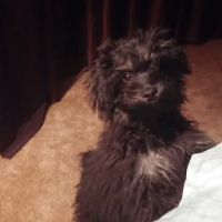 The Old 41 Animal Hospital ico