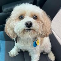easyvet Veterinarian Estero ico