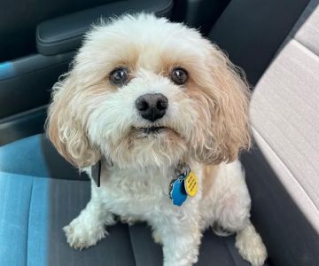 easyvet Veterinarian Estero