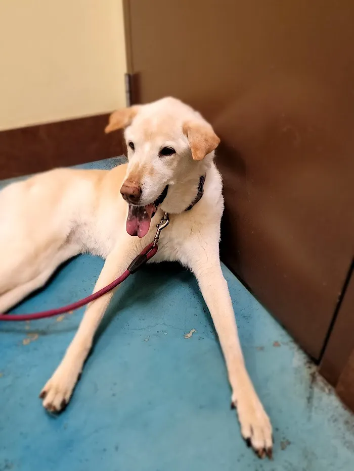 Animal Oasis Veterinary Hospital 12