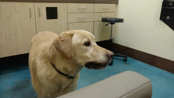 Animal Oasis Veterinary Hospital 12