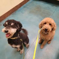 Animal Oasis Veterinary Hospital ico