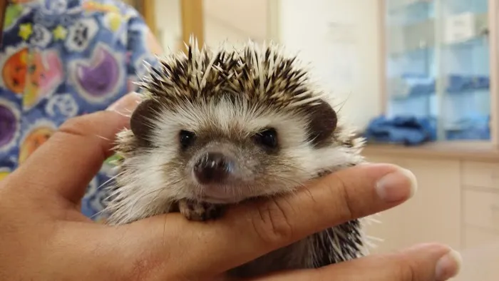 Animal Hospital of Bonita and Boarding 1