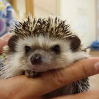 Animal Hospital of Bonita and Boarding ico