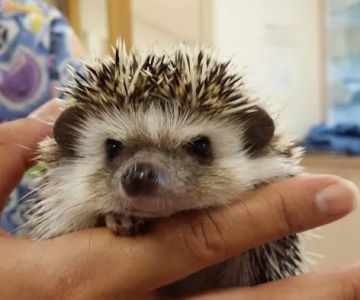 Animal Hospital of Bonita and Boarding