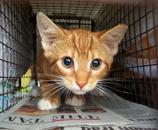 Animal Hospital of Bonita and Boarding 4