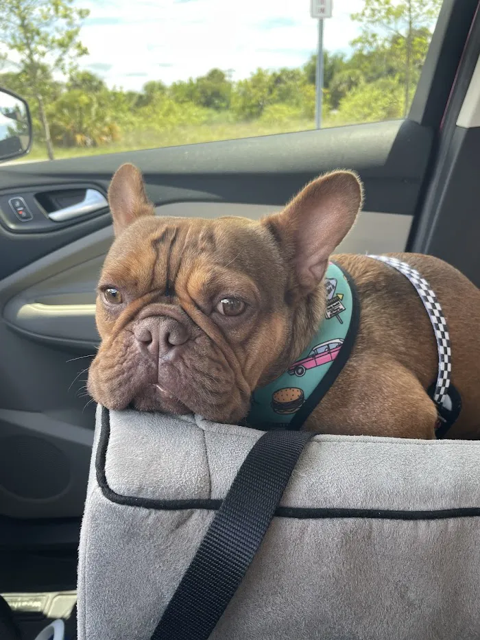 Collier Animal Referral + Emergency 12