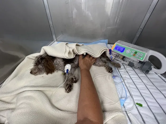 Collier Animal Referral + Emergency 12