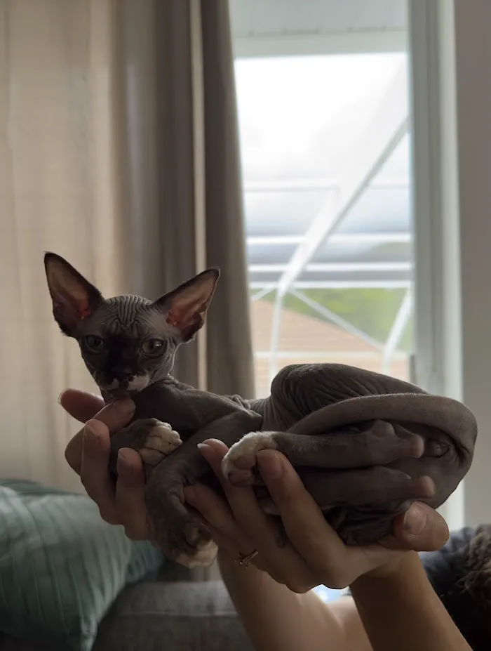 Collier Animal Referral + Emergency 12