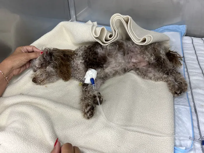 Collier Animal Referral + Emergency 12