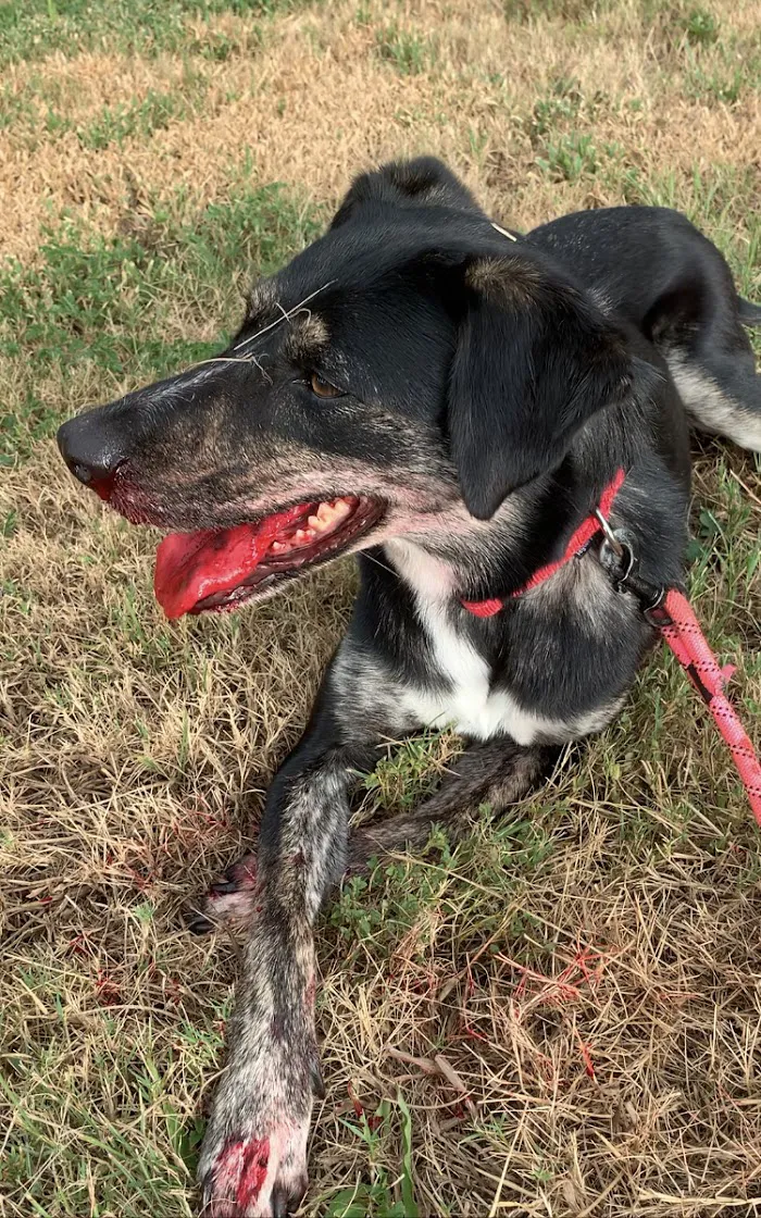 Collier Animal Referral + Emergency 12
