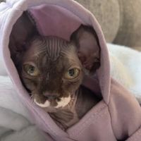 Collier Animal Referral + Emergency ico