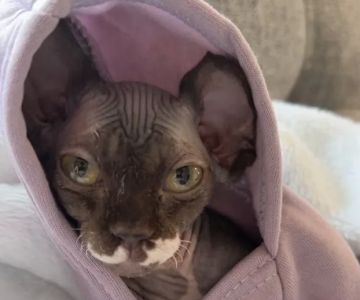 Collier Animal Referral + Emergency