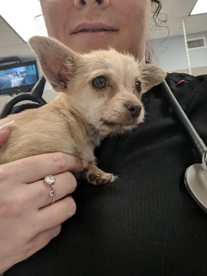 Emergency Pet Hospital Of Collier County 12