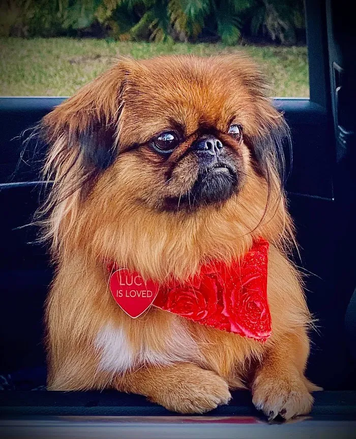 Emergency Pet Hospital Of Collier County 12