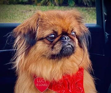 Emergency Pet Hospital Of Collier County