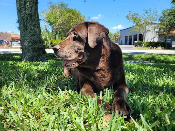 Emergency Pet Hospital Of Collier County 12